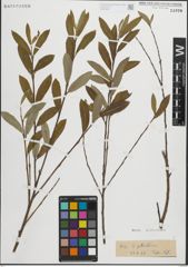 Foto von Salix peloritana Preston